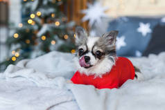 漂亮的微笑吉娃娃小狗穿着红色温暖的毛衣在斯堪的纳维亚风格的卧室与圣诞树, 灯, 装饰枕头。狗闻到了好吃的东西, 舔了舔。适合宠物入住的酒店或家庭客房。动物护理概念.