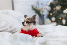 漂亮的奇娃娃小狗穿着红色温暖的毛衣在斯堪的纳维亚风格的卧室与圣诞树, 灯, 装饰枕头。适合宠物入住的酒店或家庭客房。动物护理概念.
