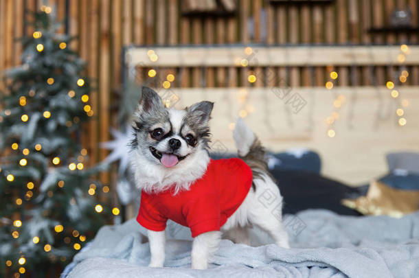 漂亮的奇娃娃小狗穿着红色温暖的毛衣在斯堪的纳维亚风格的卧室与<strong>圣诞</strong>树, 灯, 装饰枕头。适合宠物入住的酒店或家庭客房。<strong>动物</strong>护理概念.