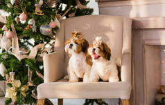 圣诞节背景下的两只西施小狗。新年狗。两只可爱的小狗.