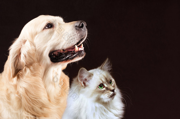 猫和狗，西伯利亚的小猫，金毛看的<strong>权利</strong>