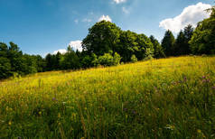 森林中的草地上的光点。美丽的自然风光在夏天。风景如画的景色. 