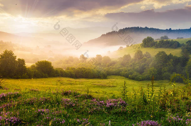 喀尔巴阡山脉雾蒙蒙的日出。沃洛韦茨地区美丽的夏季风景。草甸上的紫色花朵，雾蒙蒙的森林<strong>小山</strong>。远处的Pikui山.