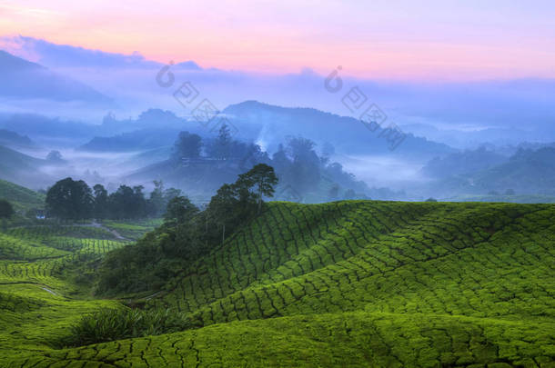 茶种植园马来西亚