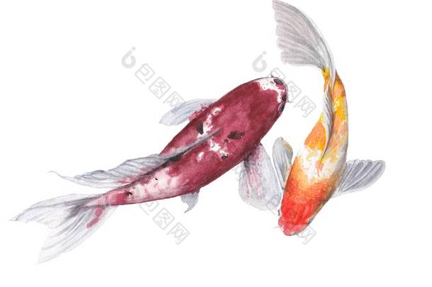 锦鲤鱼鲤鱼水彩画被隔绝。水彩手绘可爱动物插图.