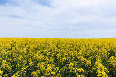 夏天，黄黄的野花在蓝天的映衬下绽放，乌云密布 