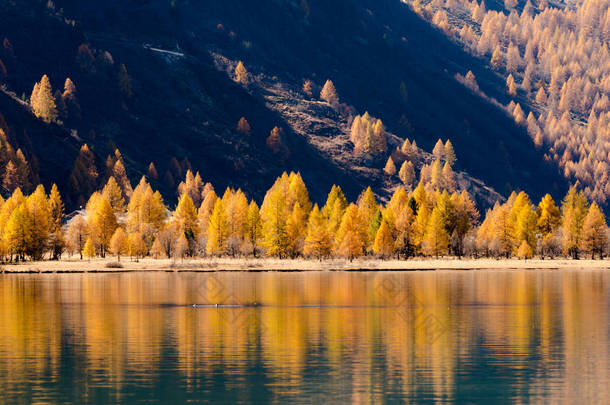 秋天, 瑞士阿尔卑斯<strong>山</strong>圣莫里茨附近的一个蓝色<strong>山</strong>湖上反射出秋天颜色的黄色落叶<strong>松树</strong>