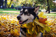 秋季公园叶子逗人喜爱的狗