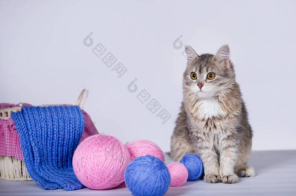 可爱的小猫,有羊毛和篮子. 蓝色和<strong>粉色</strong>线在球和针织围巾。 灰色背景。 有选择的软重点.