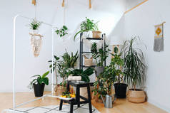 家里明亮的温室里全是陶瓷和柳条箱里的植物