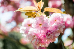 樱花树枝上粉红色花朵的特写图 