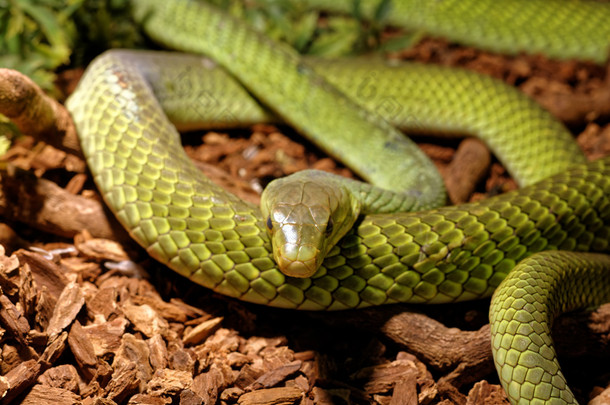 在饲养箱-绿色的蛇蛇