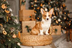 纽约克里斯坦家或新年狗基金会。一个Corgi PUPPY坐在圣诞节装饰的背景上。Bokeh，模糊
