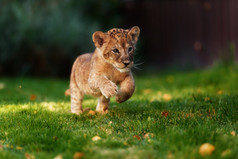 年轻的狮子幼崽在野外
