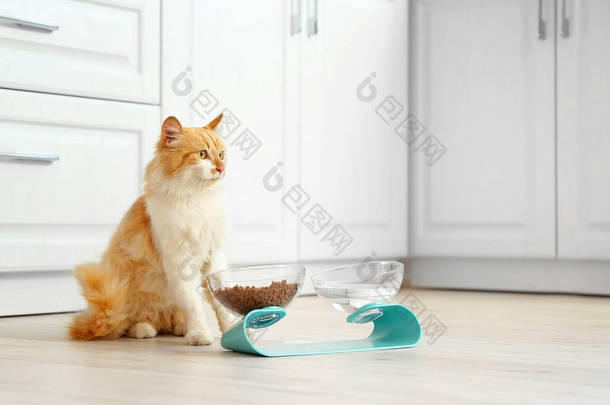 在碗边的可爱猫，家里有食物和饮料