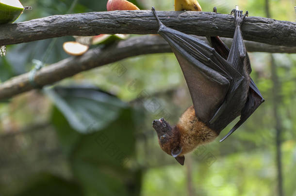  挂在树枝上的马来亚蝙蝠