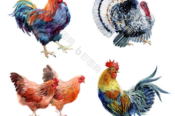 水彩的现实鸡，公鸡，公鸡和土耳其鸟