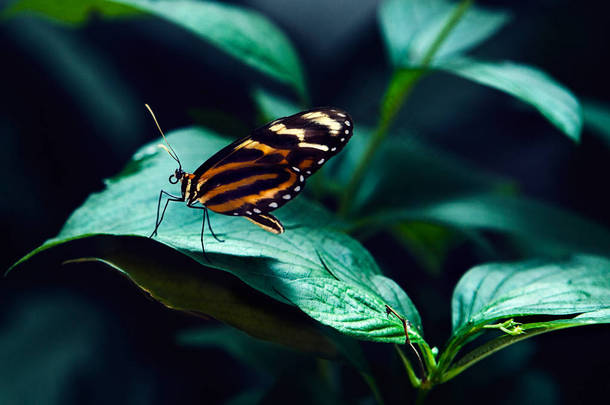 坐在绿草地上的大热带蝴蝶.