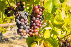 收获时在有机葡萄园中成熟的一丛丛设拉子葡萄