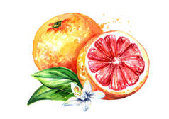 新鲜多汁的葡萄柚, 有刺骨和叶子。水彩手绘的例证, 查出在白色背景