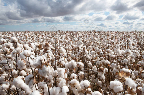 棉花准备收割, 靠近沃伦, 在新南威尔士, 澳大利亚