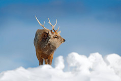 北海道梅花鹿, 鹿日本 yesoensis, 在雪甸, 冬山和森林的背景。动物与鹿角在自然栖息地, 冬景, 北海道, 野生动物自然, 日本.