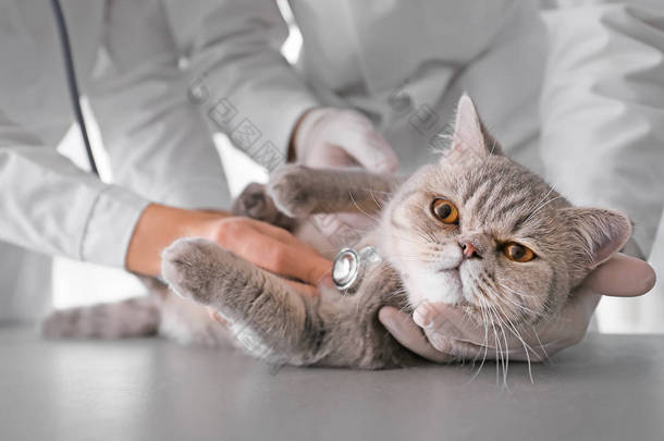 兽医在诊所检查可爱的猫，特写