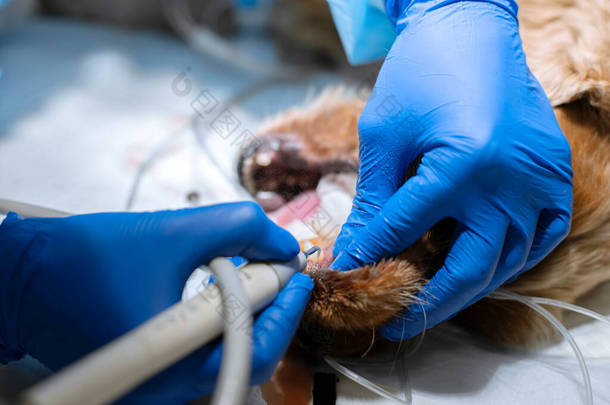 一位兽医在手术台上麻醉时给他的狗<strong>刷牙</strong>。狗口腔卫生。牙医兽医在兽医诊所治疗牙齿。兽医及牙医科.