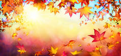 秋天的红叶, 阳光下落下的背景