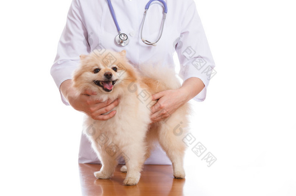 兽医把狗品种斯皮兹，用听诊器听