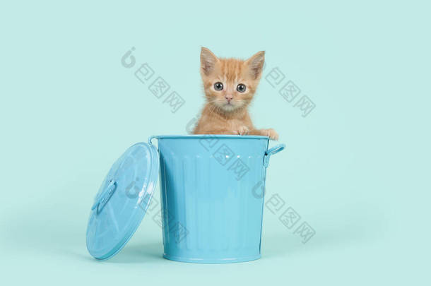 绿<strong>松石</strong>的蓝色背景上的蓝色垃圾箱里红姜 8 周龄宝贝猫