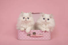 两个白色的波斯长毛小猫, 蓝色的眼睛, 粉红色的手提箱在粉红色的背景
