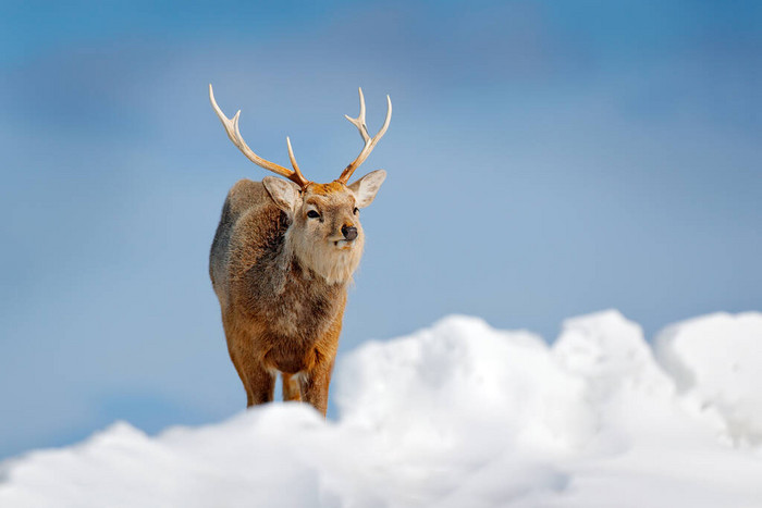 北海道的小鹿大羚羊在雪地的草地上背景是冬