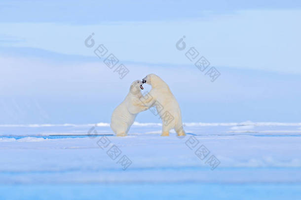 北极熊在冰上跳舞。两只熊喜欢在漂流的冰上与雪，白色动物在自然栖息地，斯瓦尔巴德，挪威。动物在雪地里玩耍，北极野生动物. 