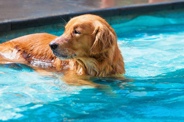 有趣的图片，懒惰的小金毛猎犬躺在游泳池边，在水里放松。在暑假和周末与家养宠物一起训练狗、进行有趣的游戏和活动.