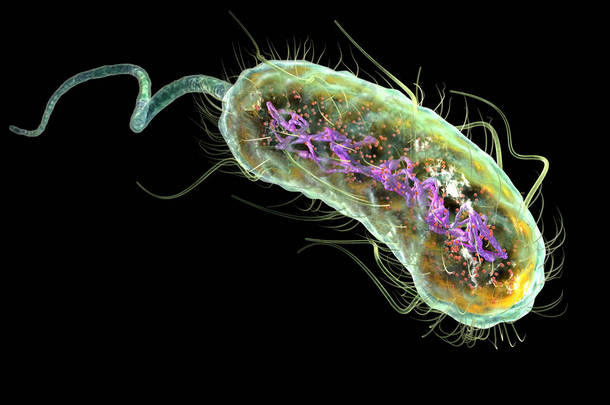 大肠杆菌（大肠杆菌）。医学上精确的3D幻图