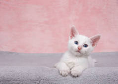 一只毛茸茸的小白猫躺在毛茸茸的灰色毛毯上，直视着观众。 纹理大理石粉色背景。 复制空间