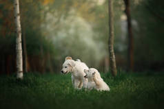 两只金色的猎犬 puppys 奔跑在草地上玩耍