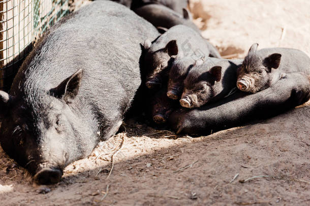 可爱的小猪和躺在地上的大猪 