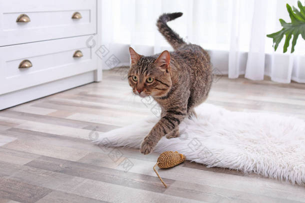 可爱的条纹猫在模糊的白色地毯室内