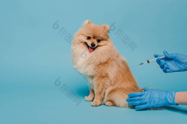 兽医头戴乳胶手套，手持注射器，在蓝色环境下接种疫苗的剪影 