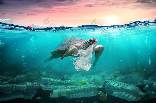 海洋中的塑料污染-海龟吃<strong>塑料袋</strong>-环境问题