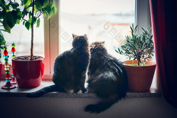 坐在窗台上的两只猫 