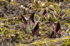 臭鼬卷心菜。智慧是春天的花朵。臭鼬卷心菜是威斯康星州土生土长的花卉，也是春季最早开花的多年生野花之一.