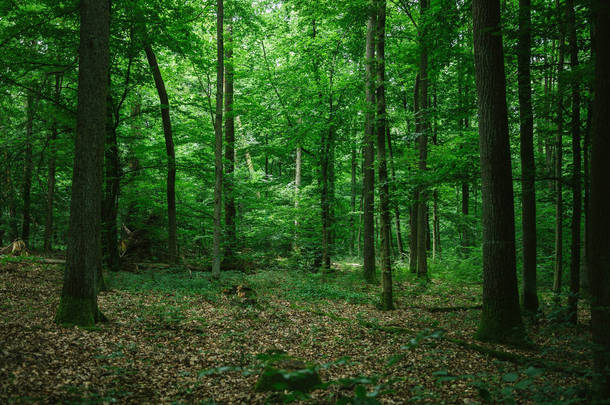 <strong>德国</strong>夏季美丽的绿色森林