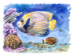 珊瑚鱼:帝国天使(波马图斯防波特)和巧克力外科医生(阿坎图鲁斯·菲罗费鲁斯)在海底的珊瑚,水彩插图.