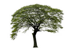 在白色背景上隔离的树木,使用隔离的热带树木