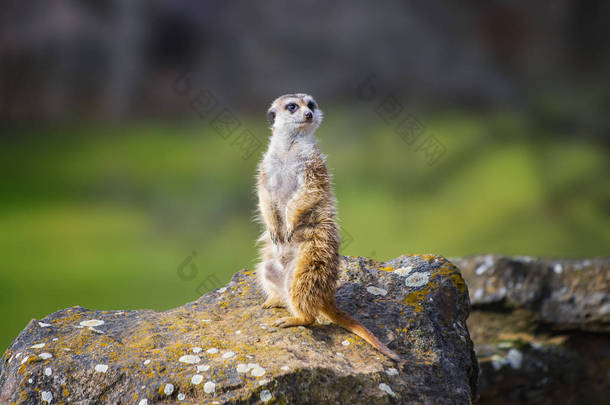 非洲土生土长的动物Meerkat Suricata suricatta的肖像，属于蒙古鹅科的小食肉动物。这是野生动物的照片，背景是绿的，是灰的.