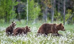 她熊和小熊。 夏天的时候，棕色的熊在森林里白花丛中。 学名：Ursus arctos 。 自然生境.