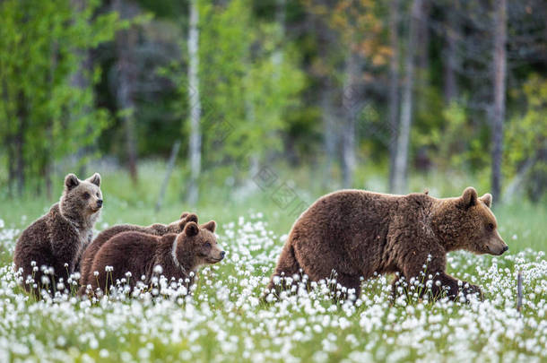 她熊和小熊。 夏天的时候，棕色的熊在森林里白花丛中。 学名：Ursus arctos 。 自然生境.